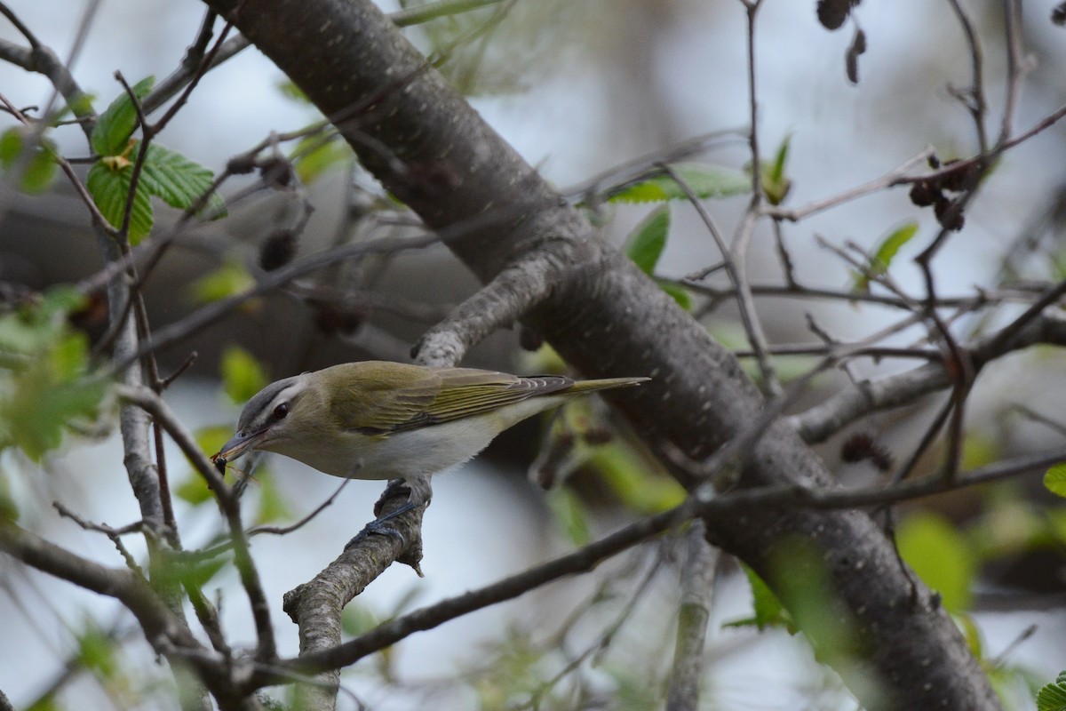 Red-eyed Vireo - ML58508531