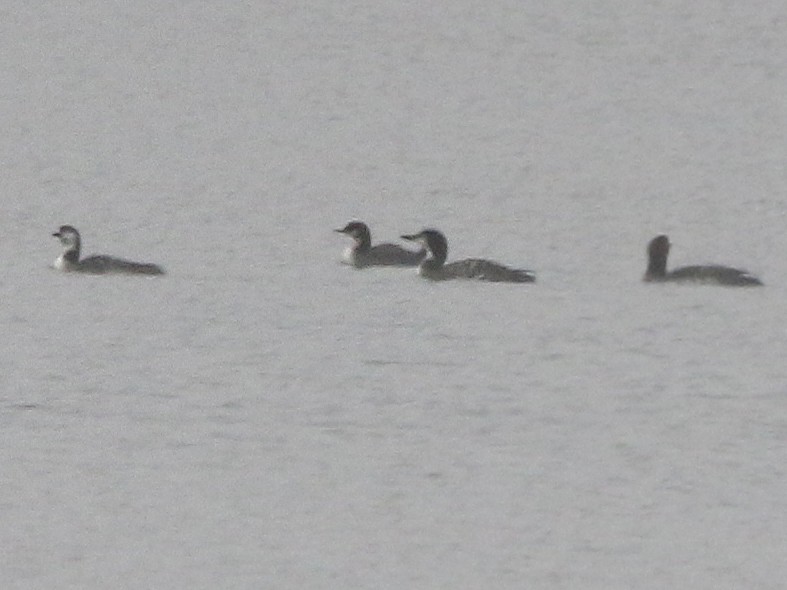 Pacific Loon - ML585085771