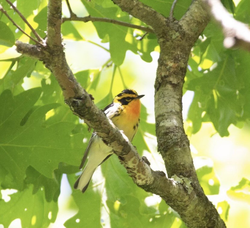 Blackburnian Warbler - ML585086821