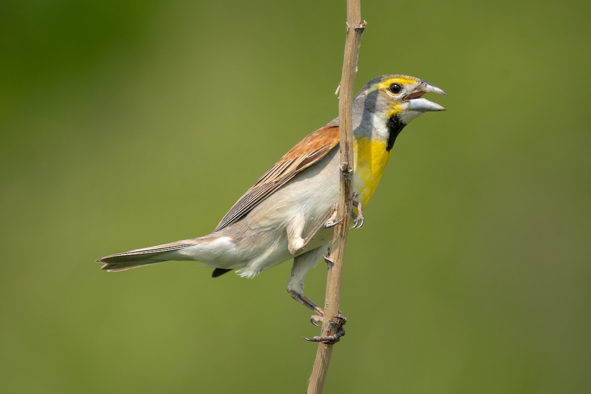 Dickcissel - ML585087501