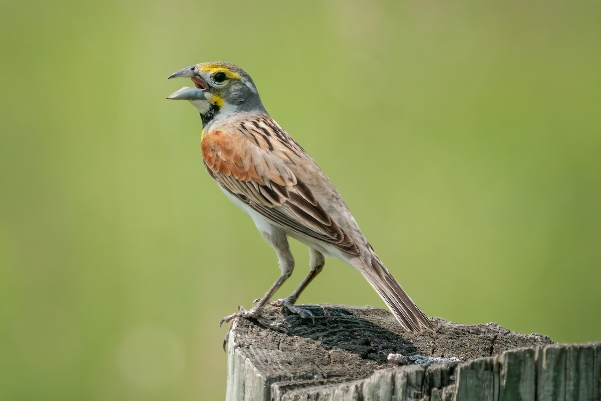 Dickcissel d'Amérique - ML585087531