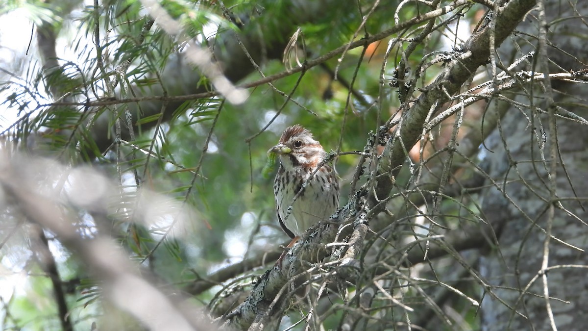 Song Sparrow - ML585089261