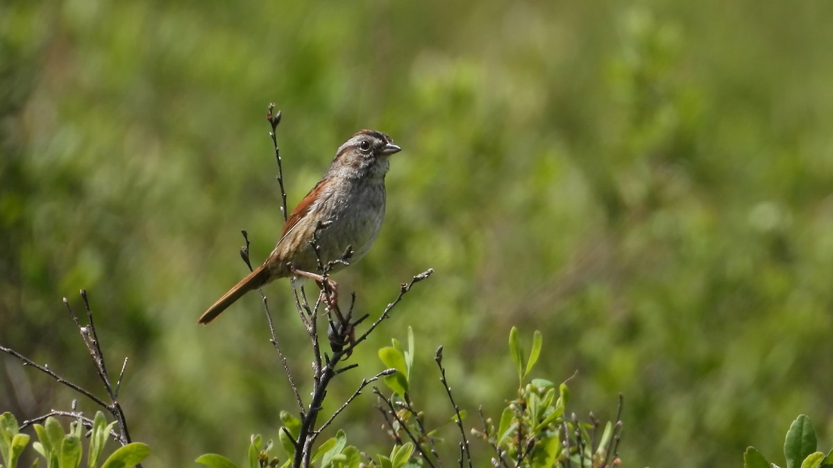 Swamp Sparrow - Denis Provencher COHL