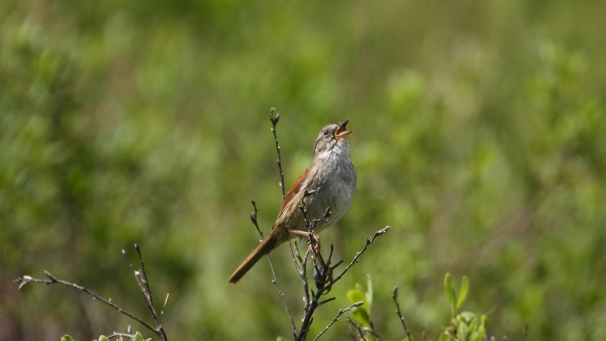 Swamp Sparrow - Denis Provencher COHL