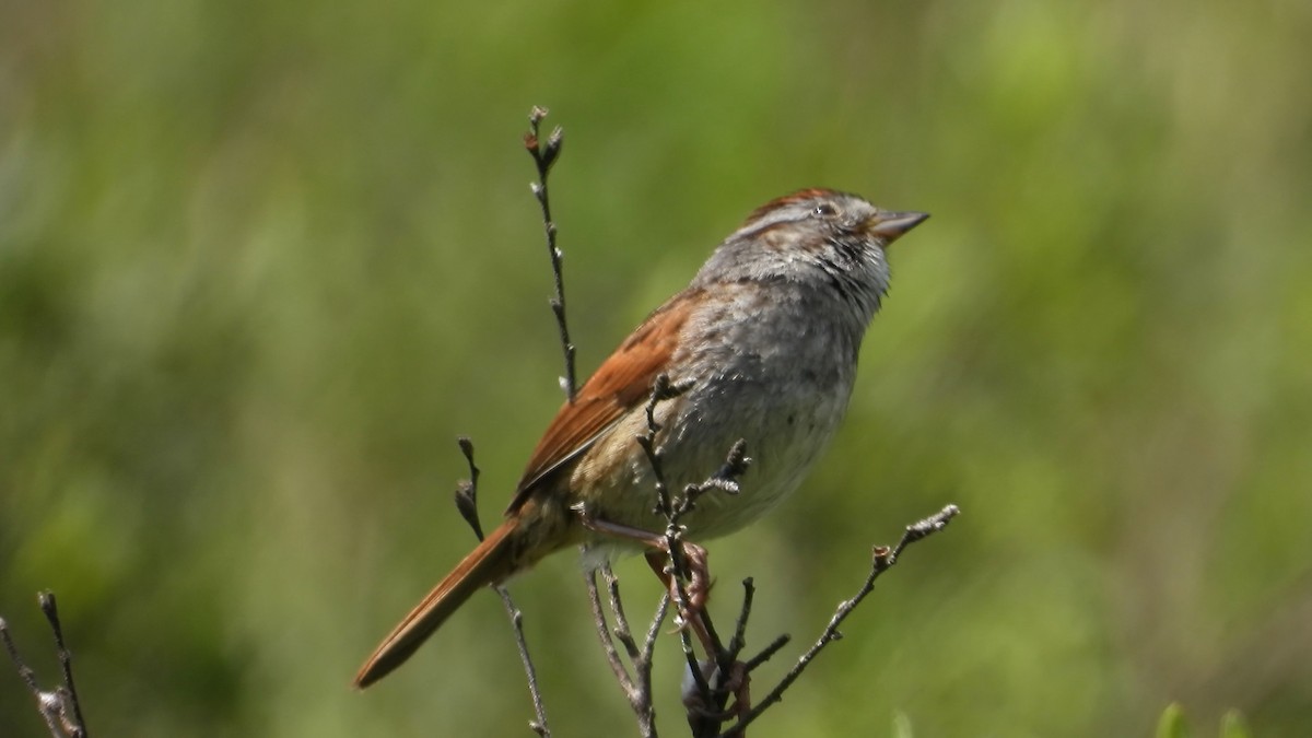 Swamp Sparrow - Denis Provencher COHL