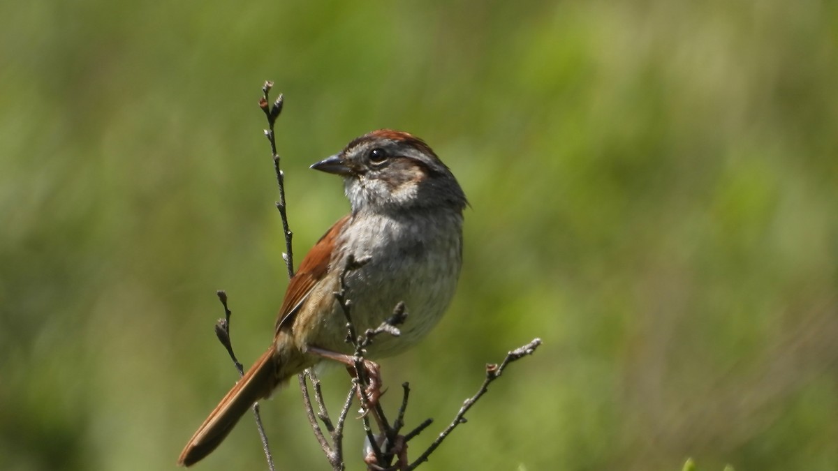 Swamp Sparrow - Denis Provencher COHL