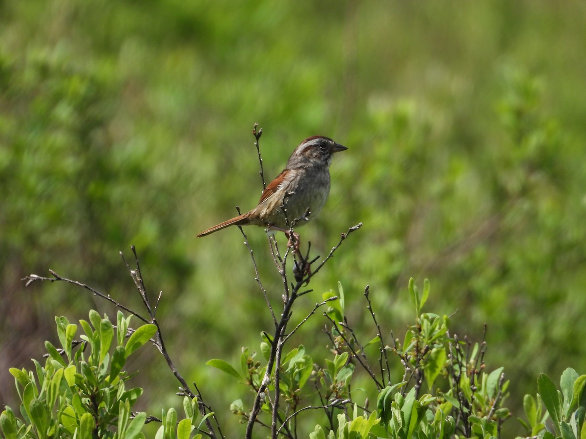 Swamp Sparrow - Denis Provencher COHL