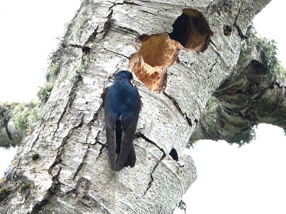 Tree Swallow - Norman Uyeda