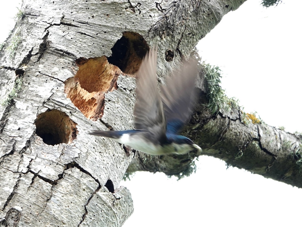 Tree Swallow - Norman Uyeda
