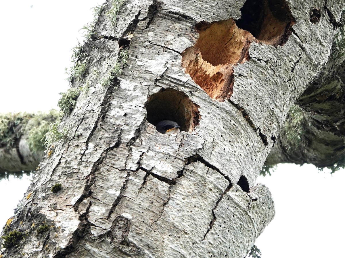 Tree Swallow - Norman Uyeda