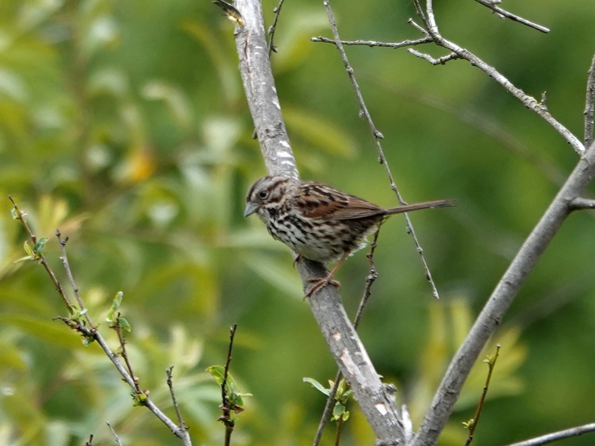 Song Sparrow - Norman Uyeda