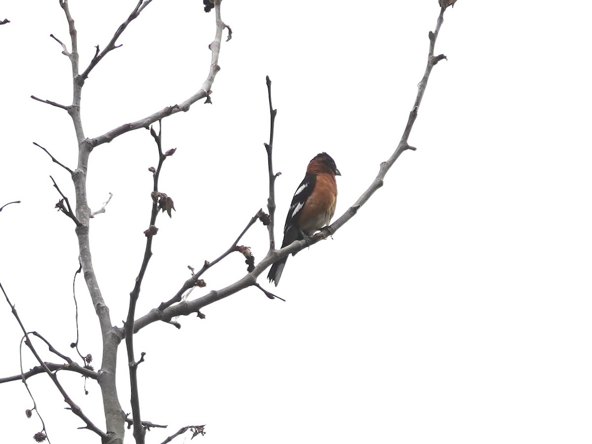 Black-headed Grosbeak - ML585089961