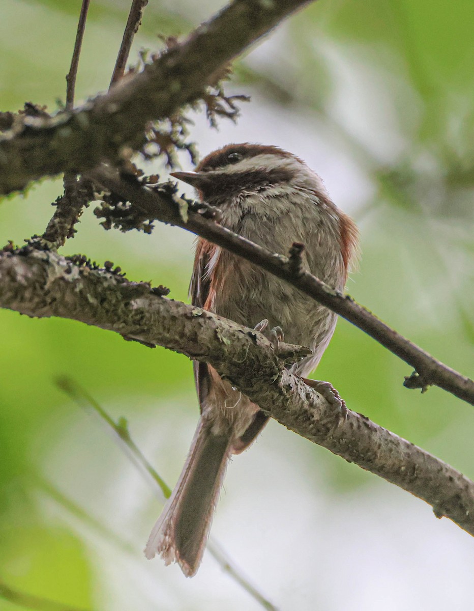 Mésange à dos marron - ML585091131