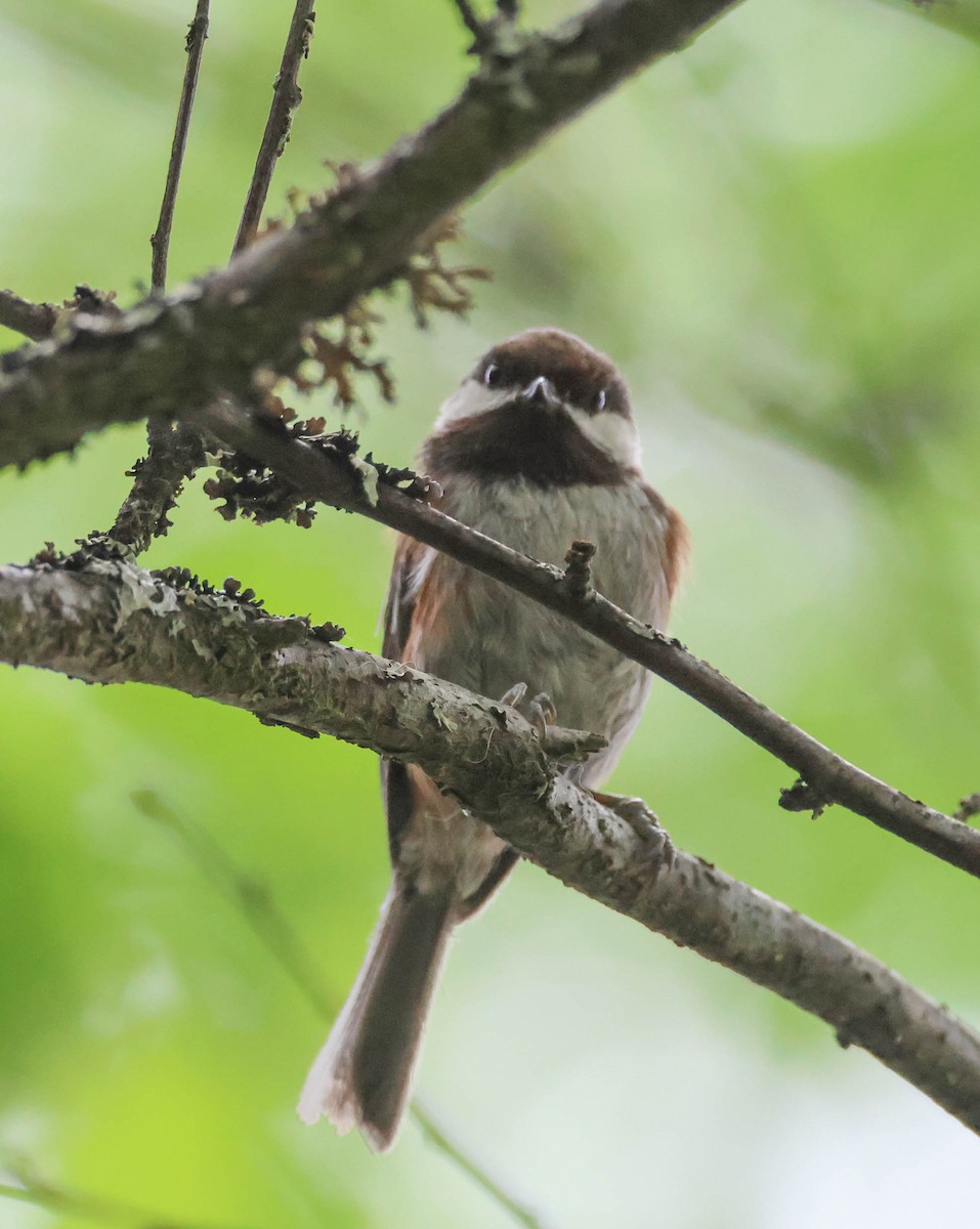 Mésange à dos marron - ML585091231