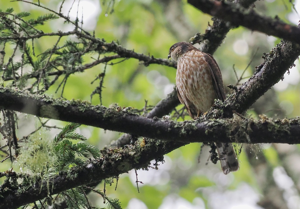 Sharp-shinned Hawk - ML585091451