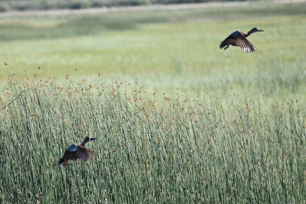 Blue-winged Teal - Mike Grifantini