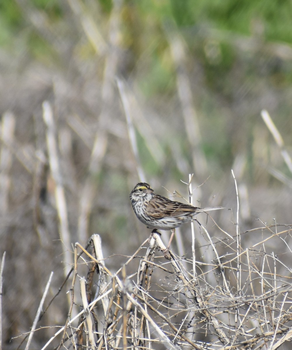 Savannah Sparrow - Mike Grifantini