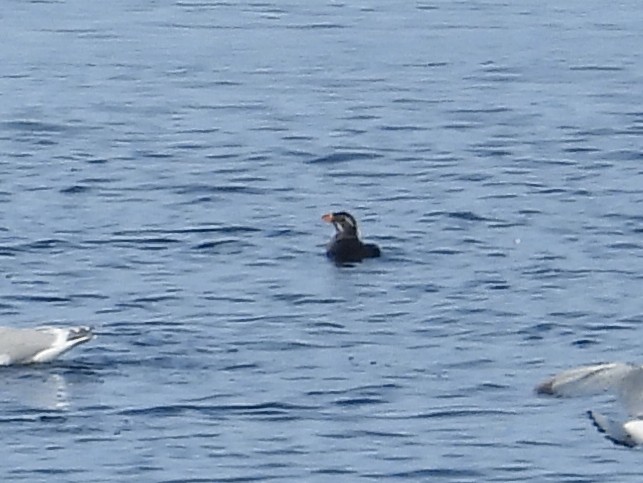 Rhinoceros Auklet - Glenda Tromp