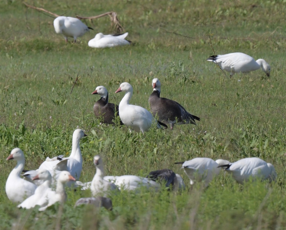 Snow Goose - Kristen Cart