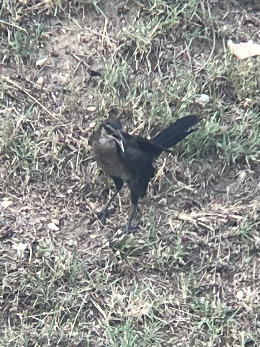 Great-tailed Grackle - ML585094321