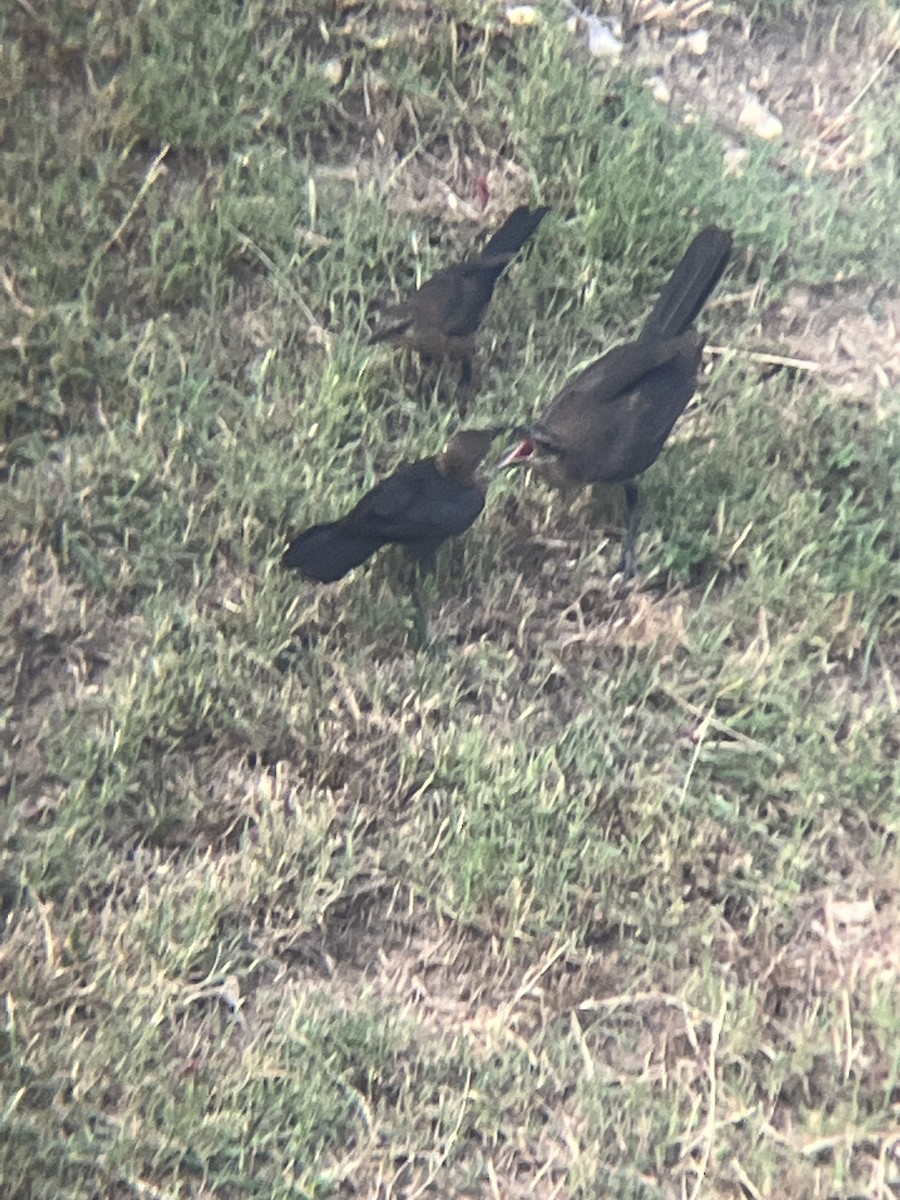 Great-tailed Grackle - ML585094331