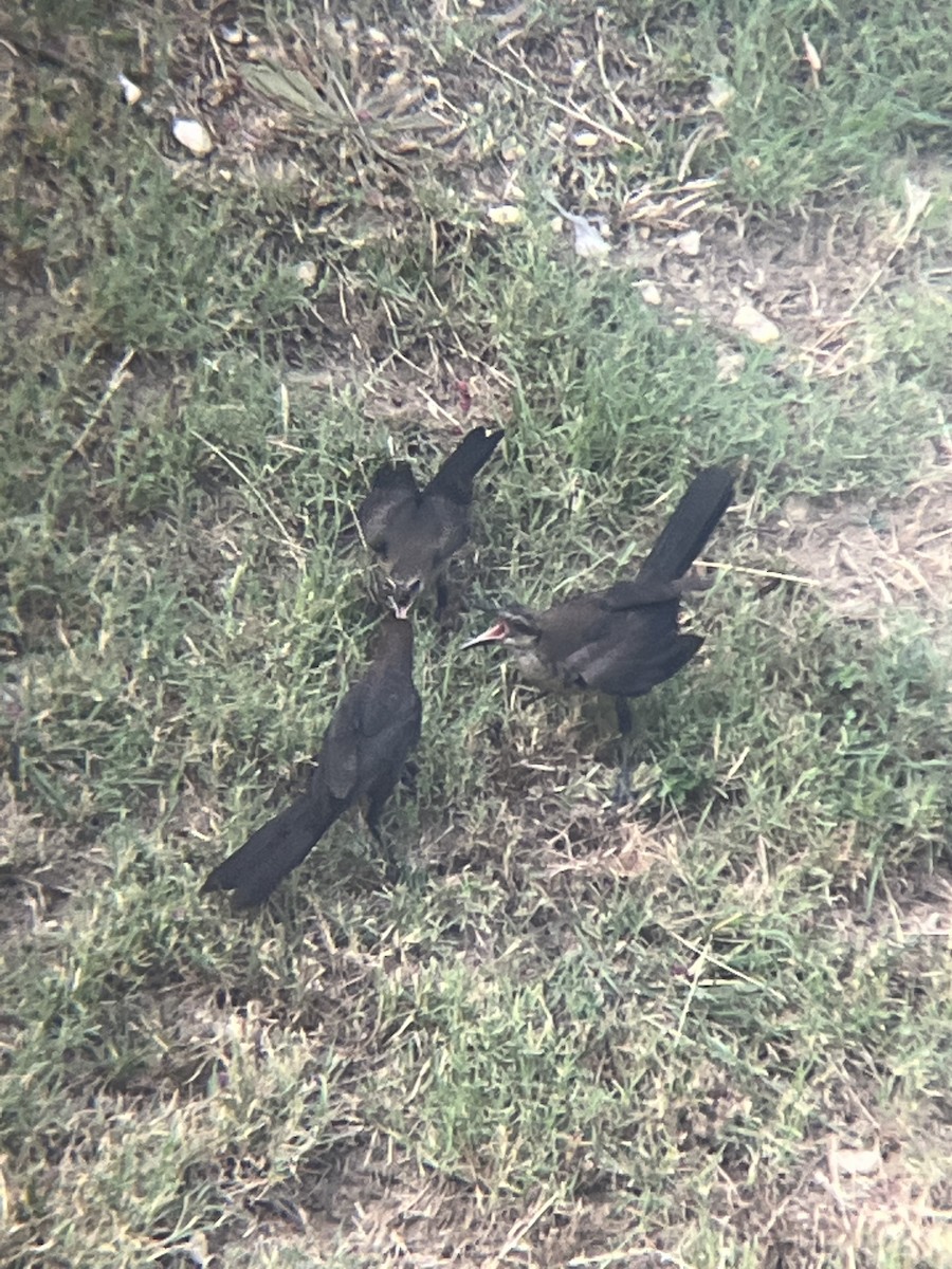 Great-tailed Grackle - ML585094341