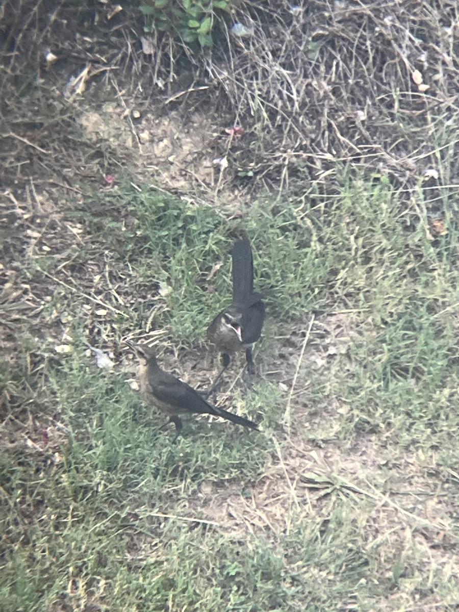 Great-tailed Grackle - ML585094351