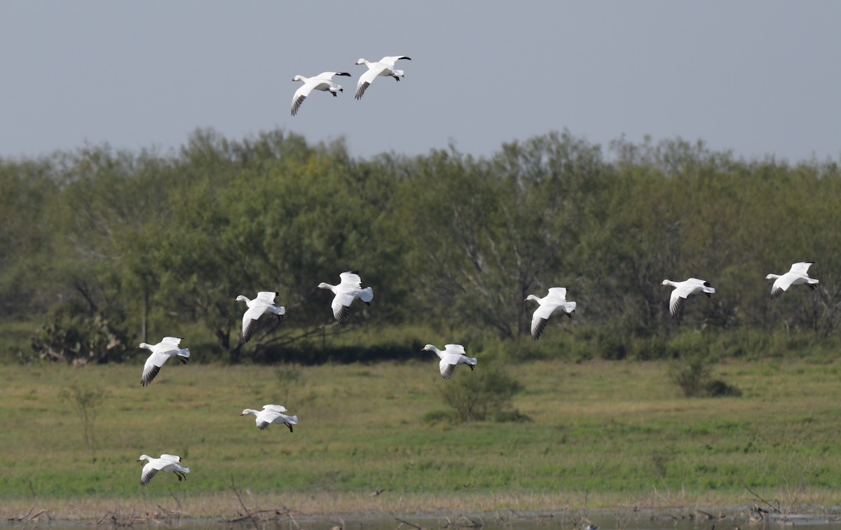 Snow Goose - ML585094561