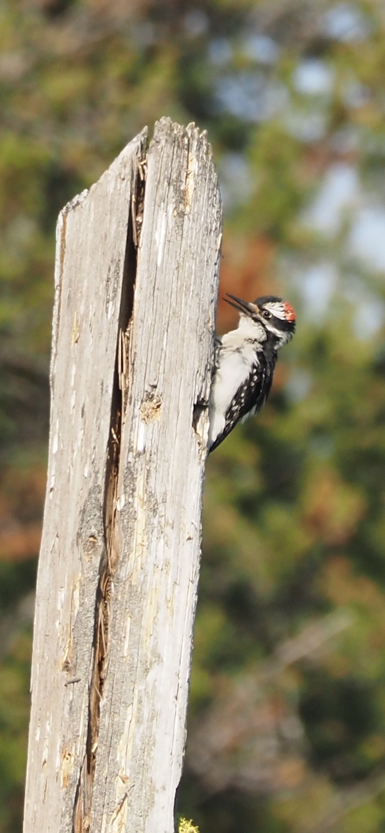 Hairy Woodpecker - Donna Lamke