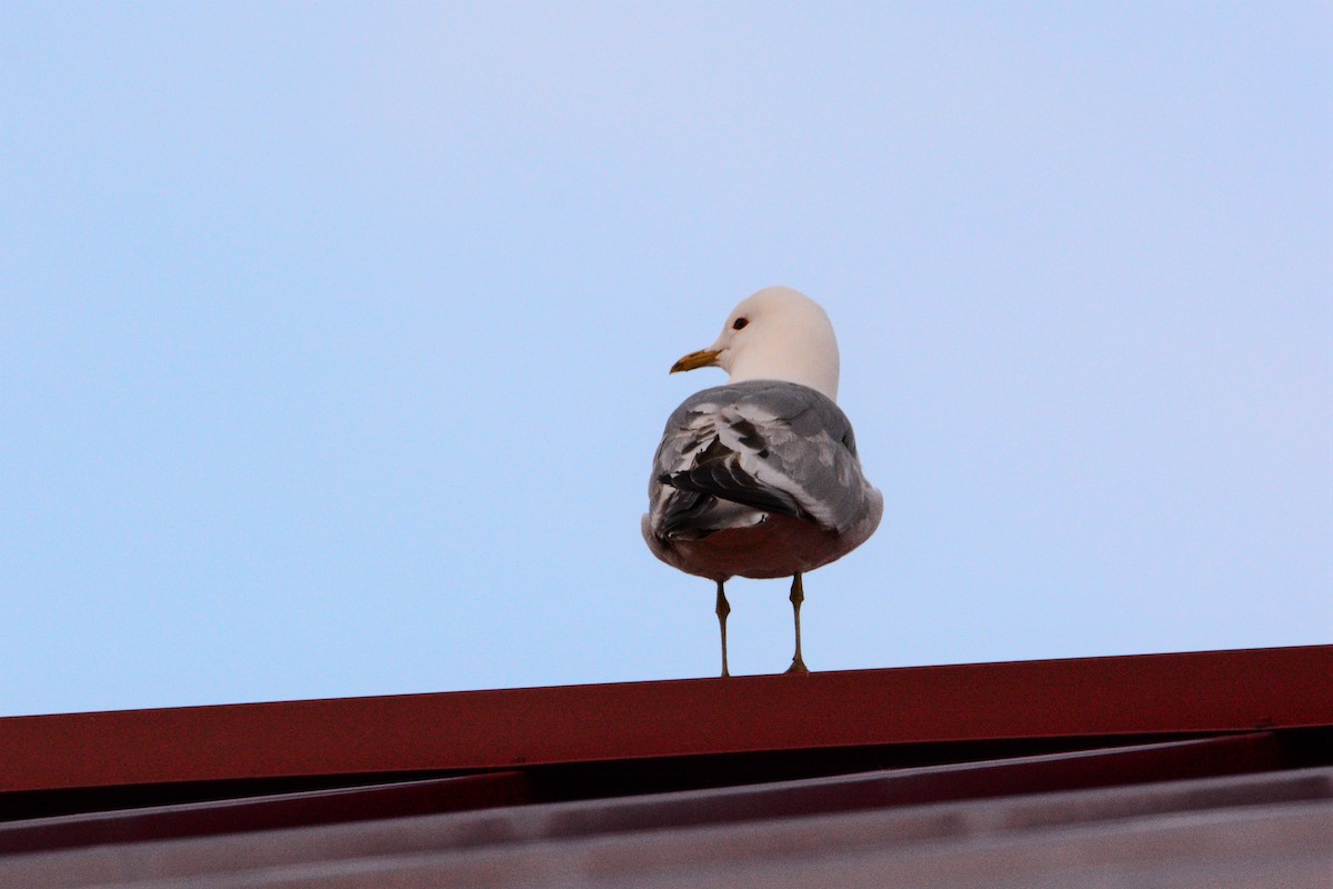 Short-billed Gull - ML585095691