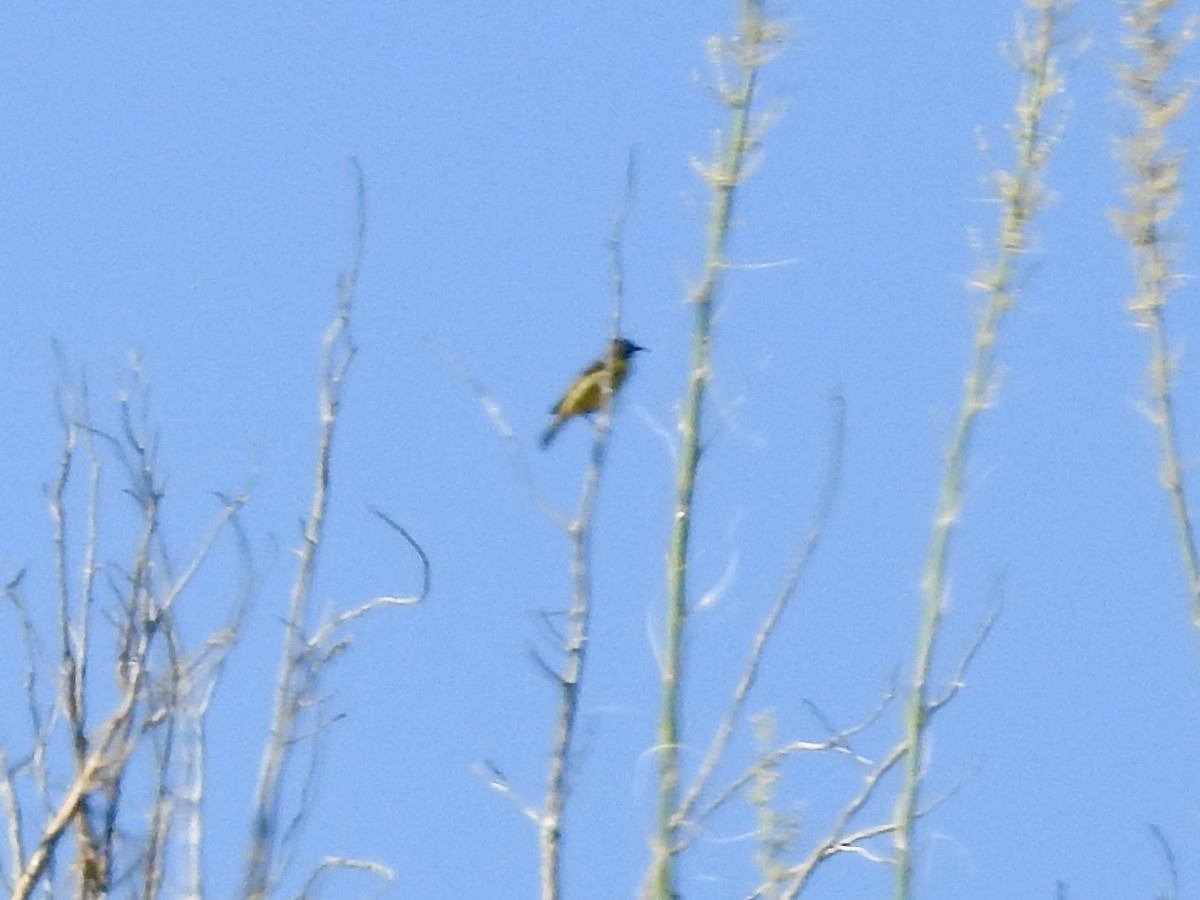Lesser Goldfinch - ML585096361