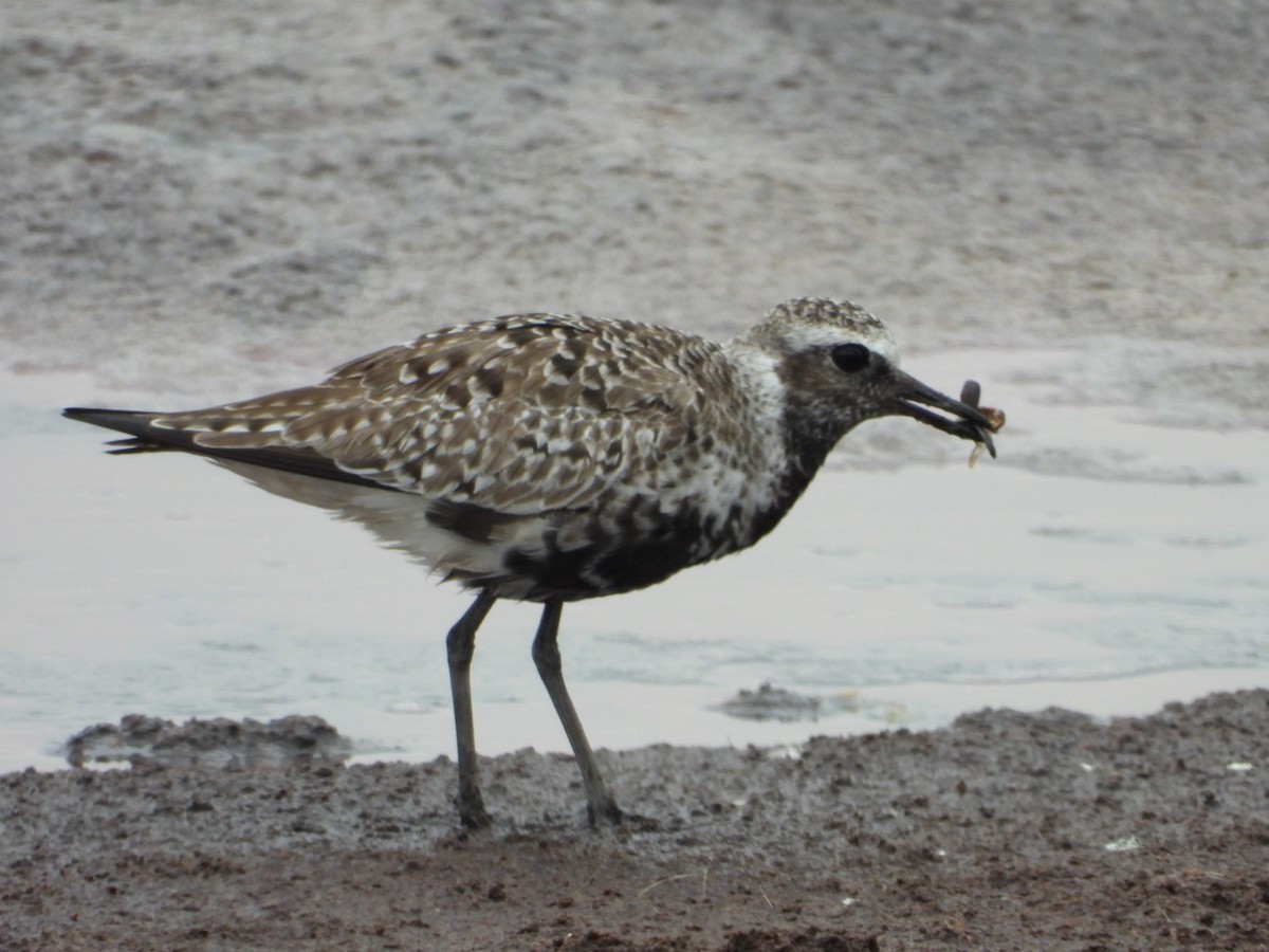 Black-bellied Plover - Adrianh Martinez-Orozco