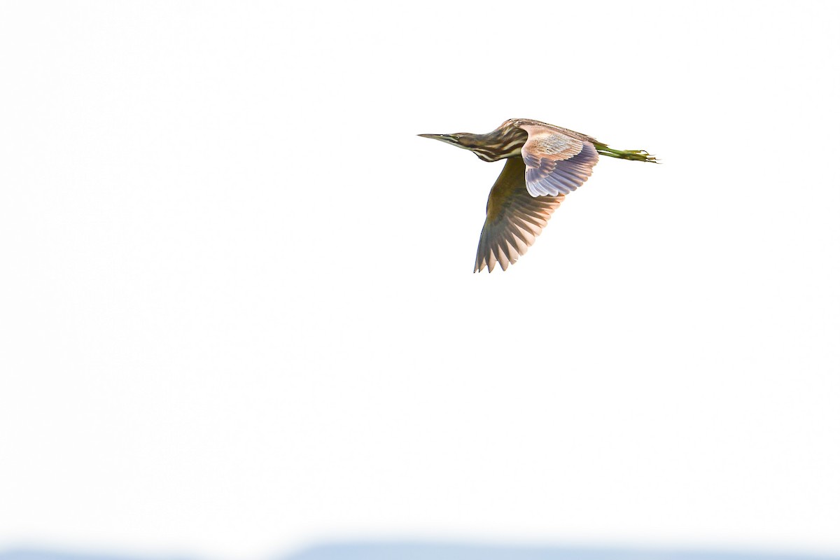 American Bittern - ML585097961