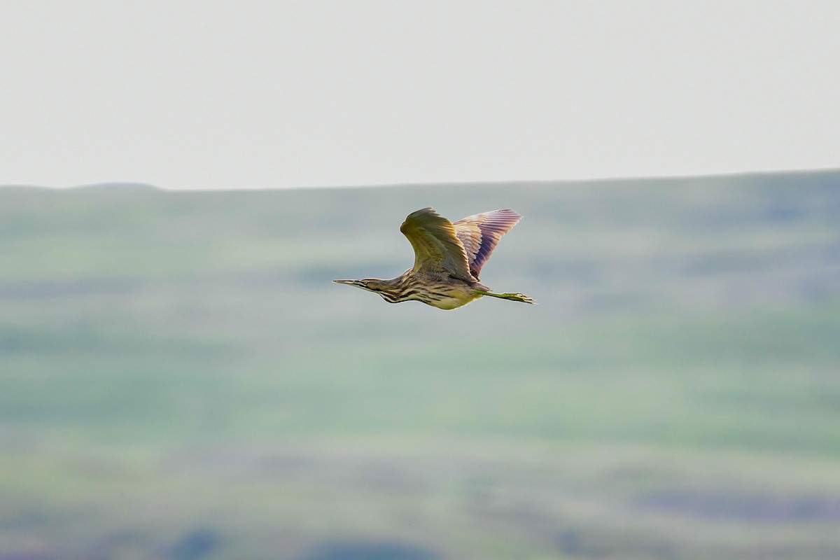 American Bittern - Raphaël Nussbaumer