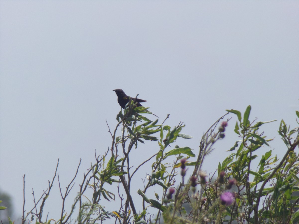 Yellow-winged Blackbird - Joaquín  Casari