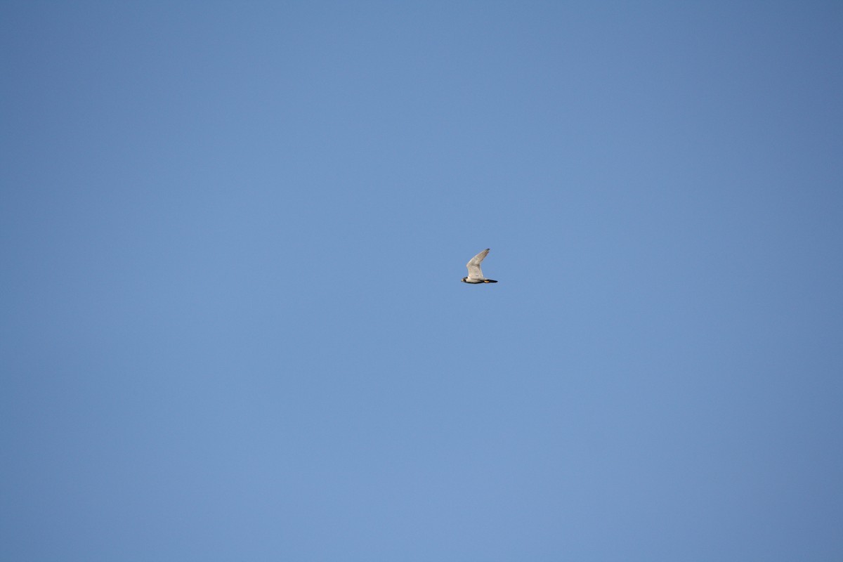 בז נודד - ML585099101