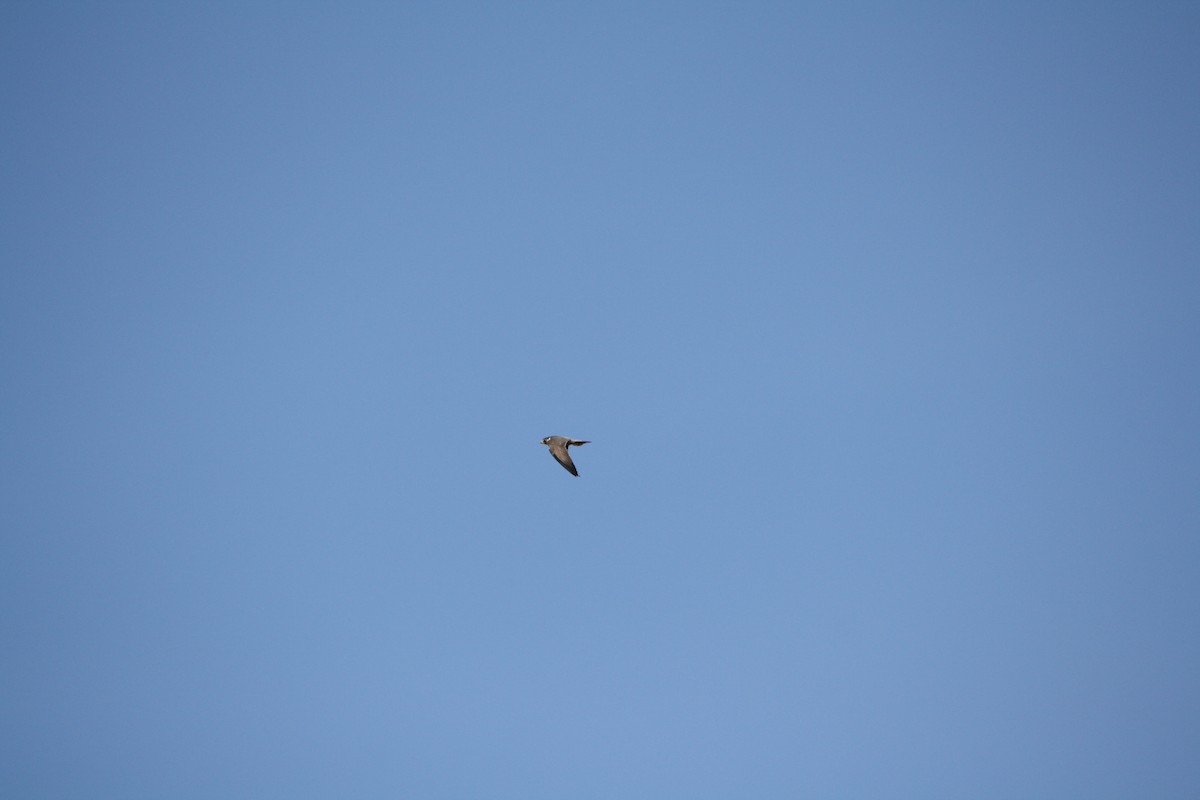 בז נודד - ML585099111