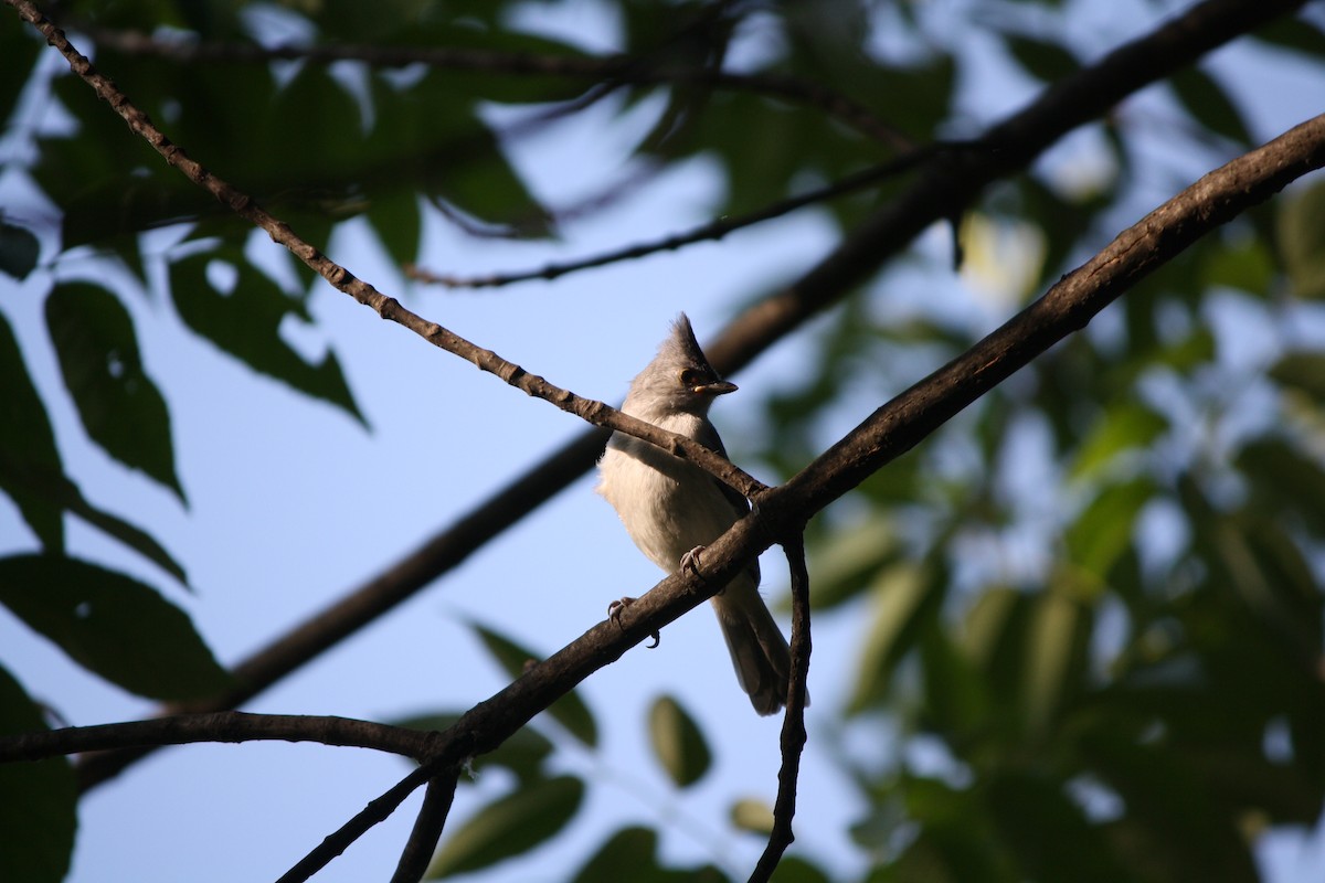 Tufted Titmouse - ML585099191