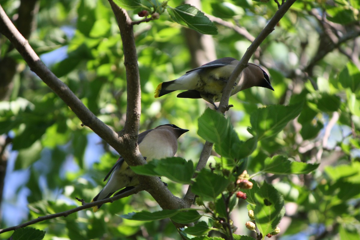 ציצנית אמריקנית - ML585099221