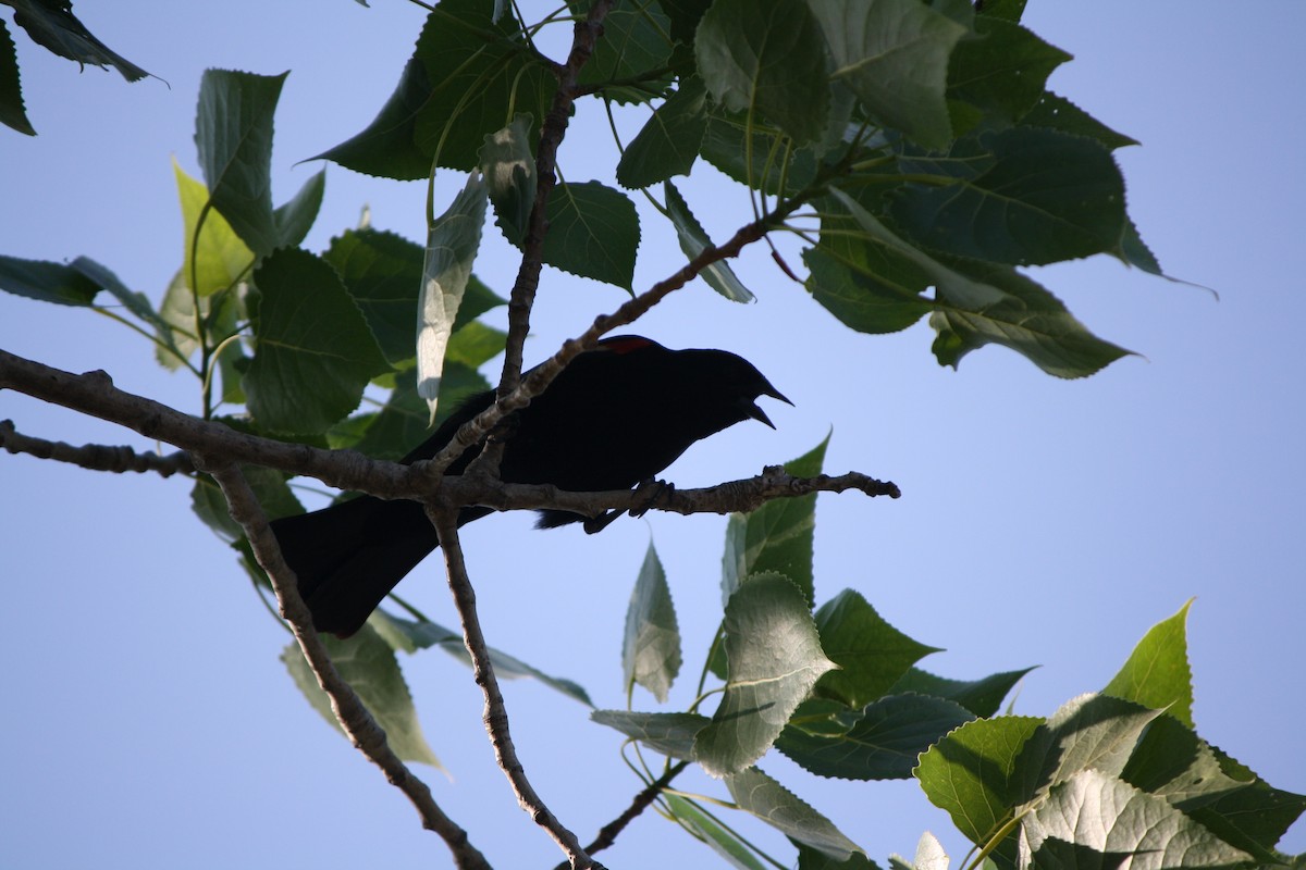 שחרורית אדומת-כנף - ML585099251