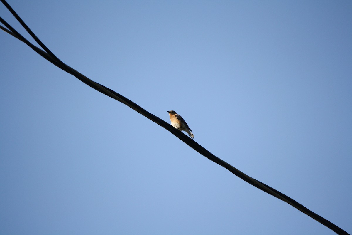 Eastern Bluebird - ML585099311