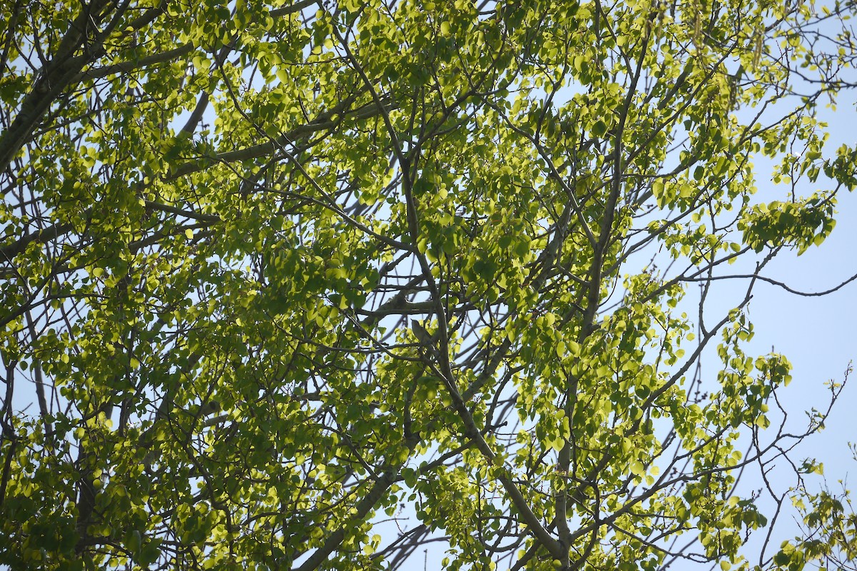 Red-eyed Vireo - Anna Morris