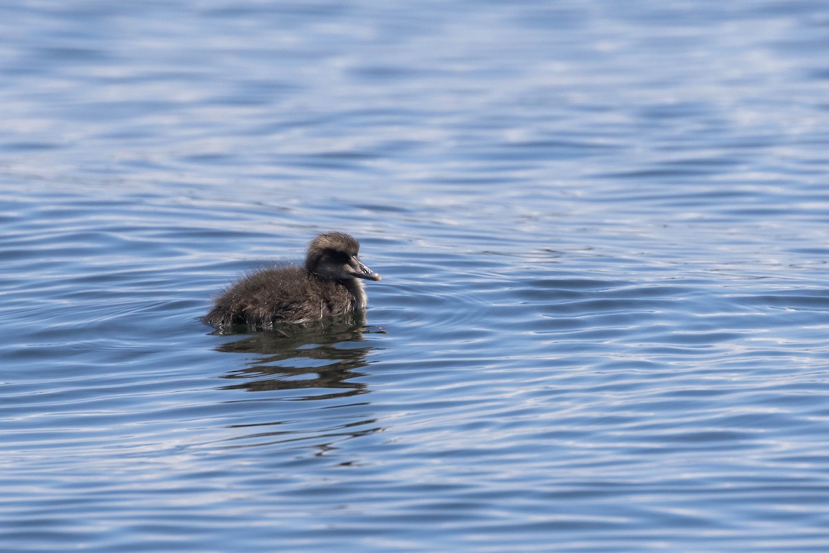 Common Eider (Dresser's) - ML585101101