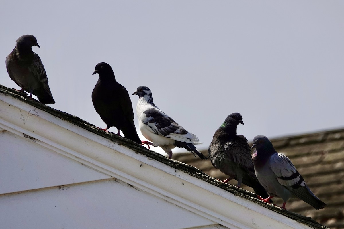 Rock Pigeon (Feral Pigeon) - Rita Johnston