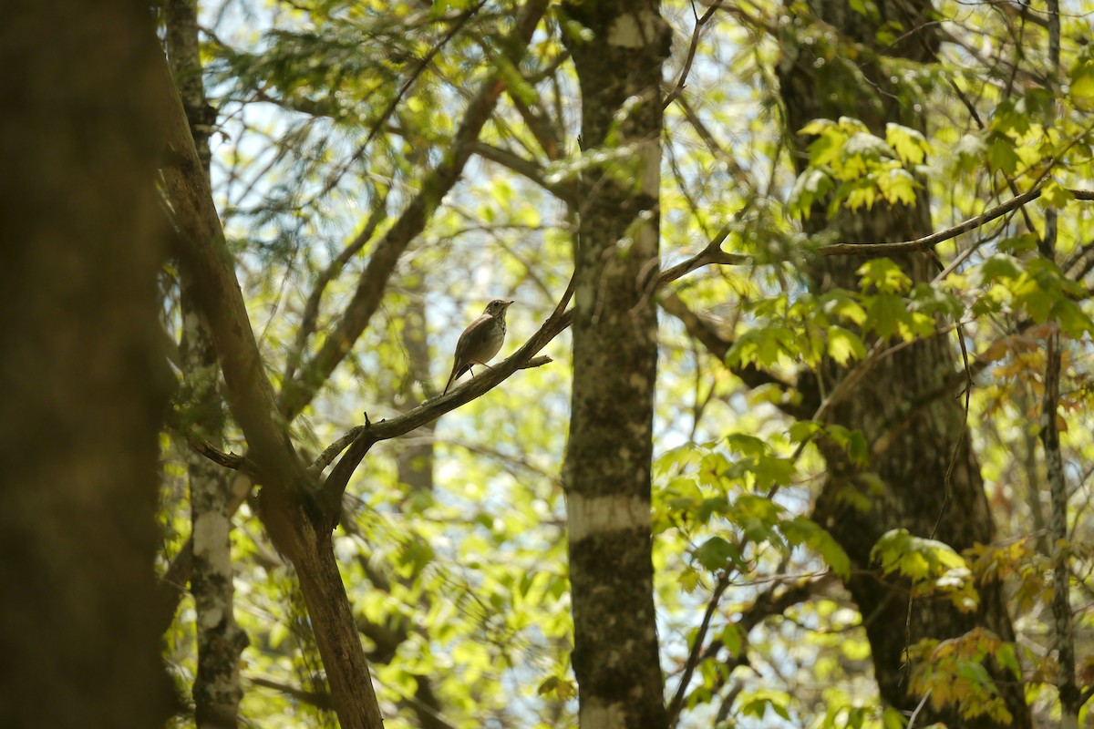 Hermit Thrush - Anna Morris