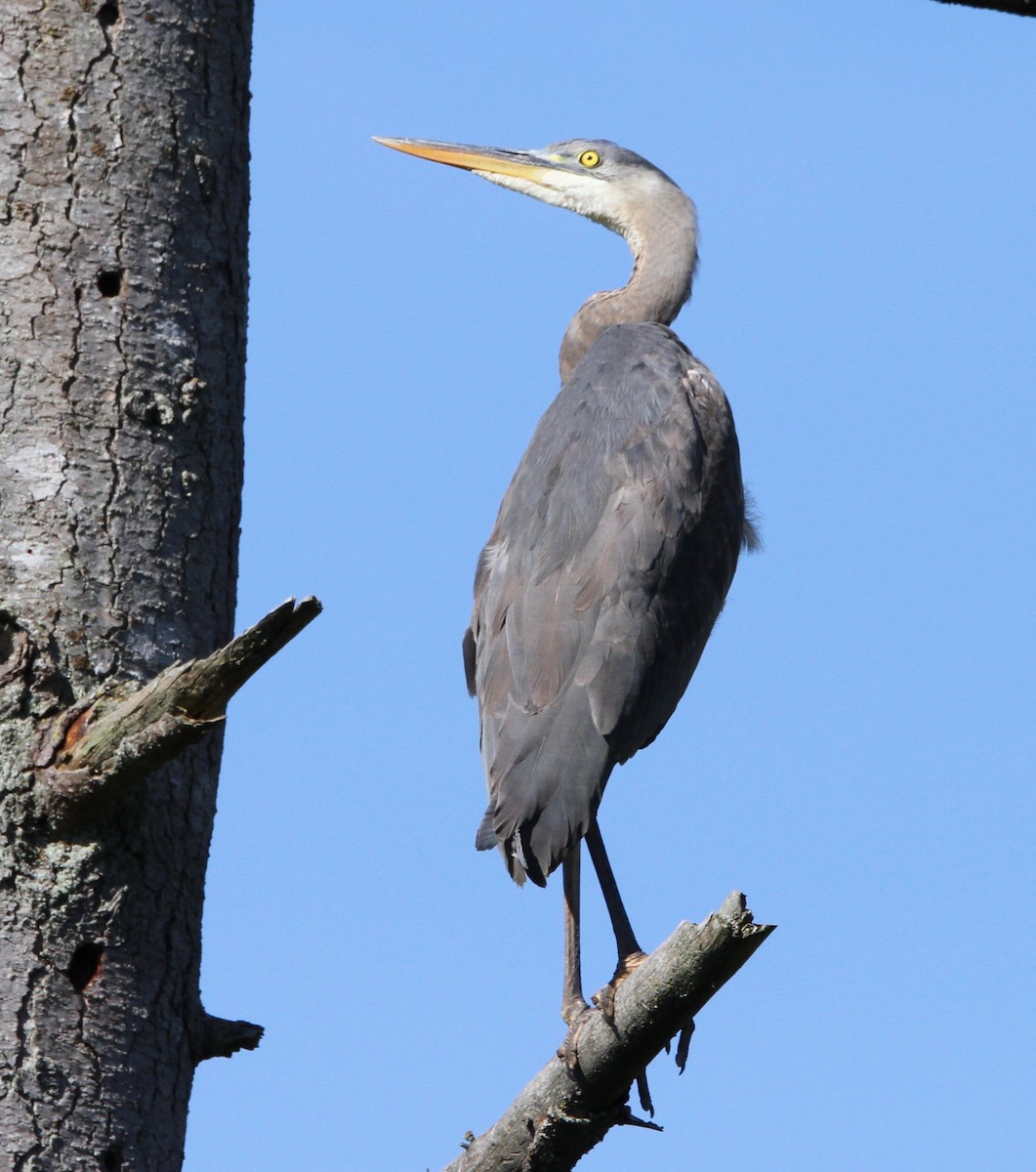 Great Blue Heron - ML585101771