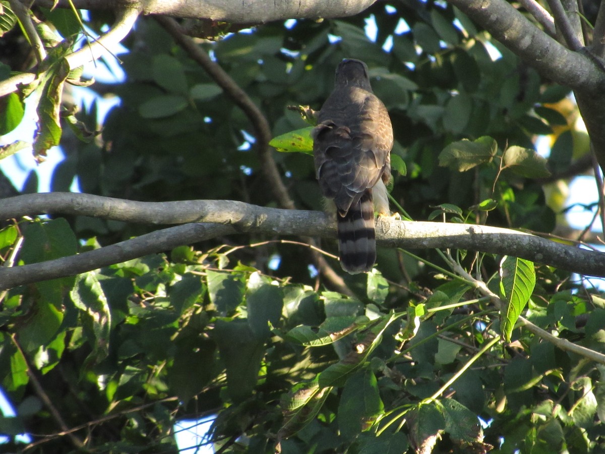 Roadside Hawk - ML58510181