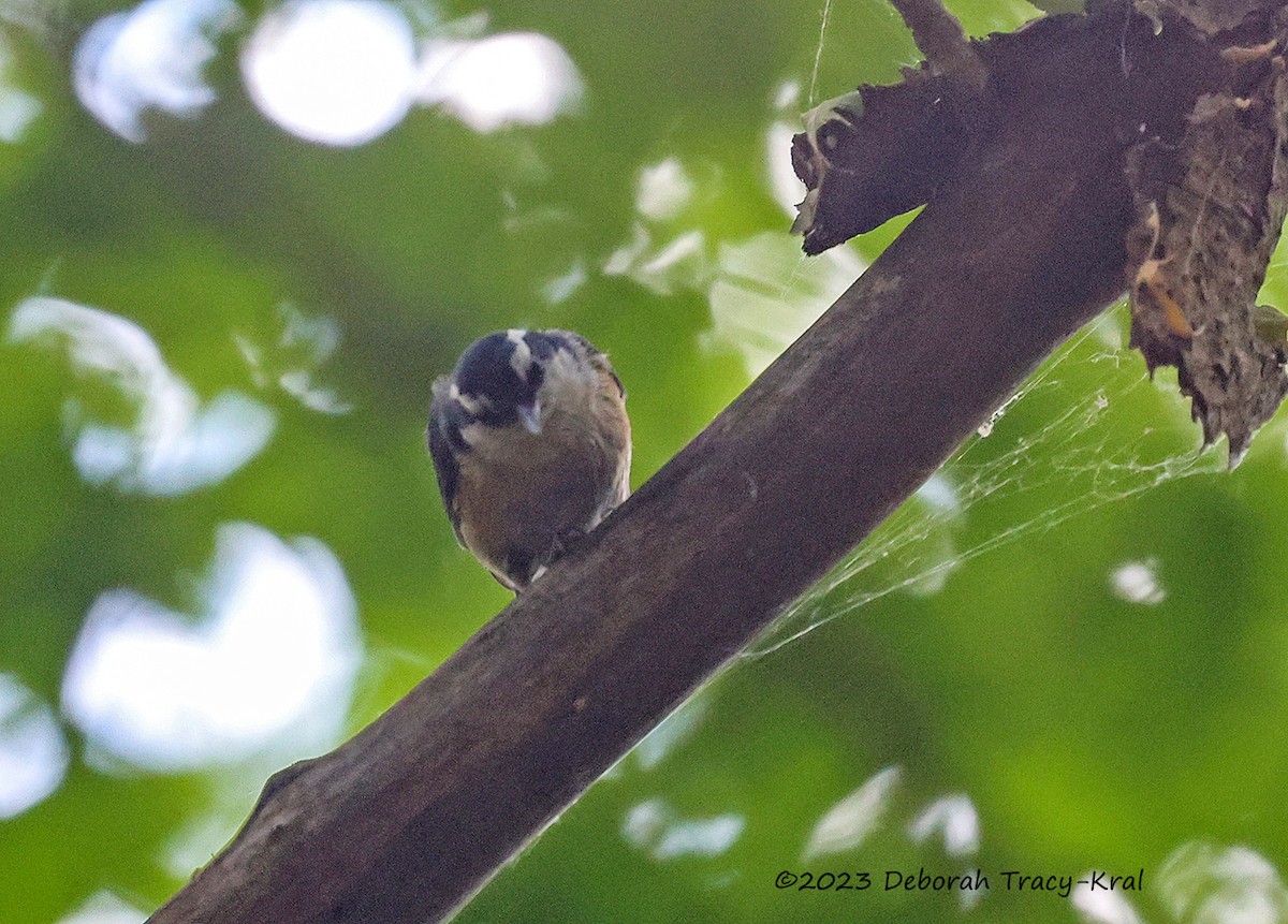 Red-breasted Nuthatch - ML585101821