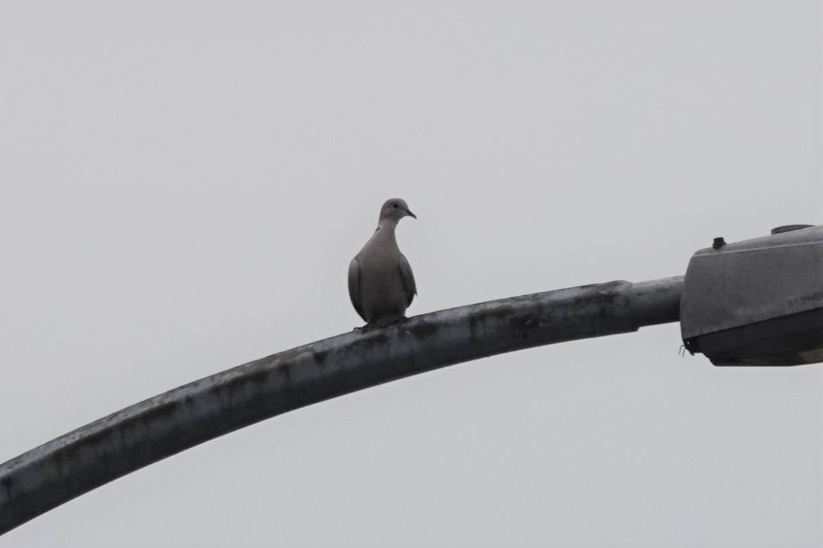 Eurasian Collared-Dove - ML585102221