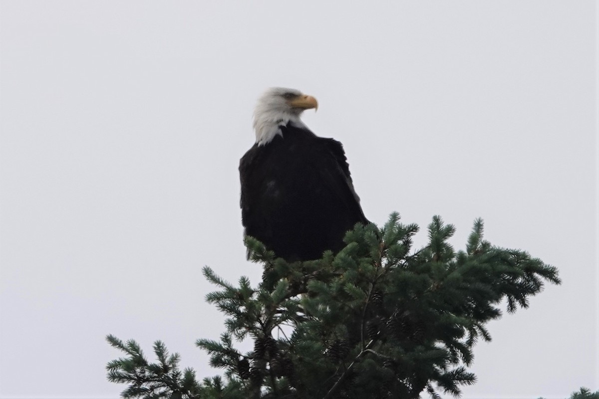 Bald Eagle - franci Holtslander